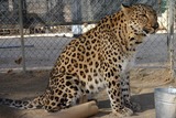 Wild Cats