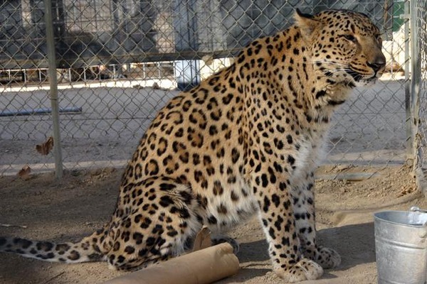 Persian Leopard Cat Arabian Image