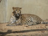 Sri Lanka Leopard Cat Image