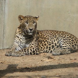 Sri Lanka Leopard Cat Image