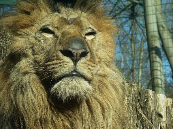 Lion Mane picture photo Eberswalde zoo