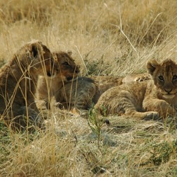 Lion cub family picture photo Namibie