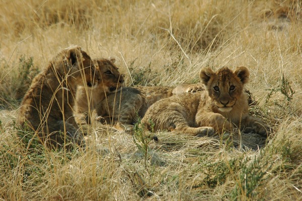 Lion cub family picture photo Namibie