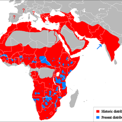 Lion distribution map