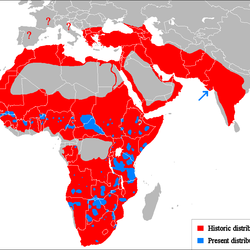 Lion distribution map