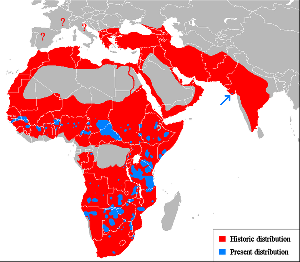 Lion distribution map