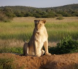 Lion Photo Gallery