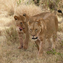 Lion females picture photo Panthera leo