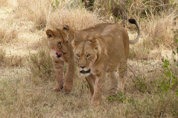 Lion females picture photo Panthera leo
