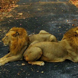 Lion males picture photo India