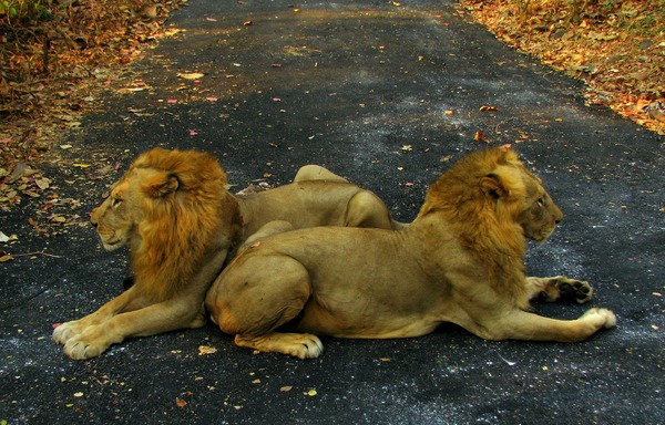 Lion males picture photo India