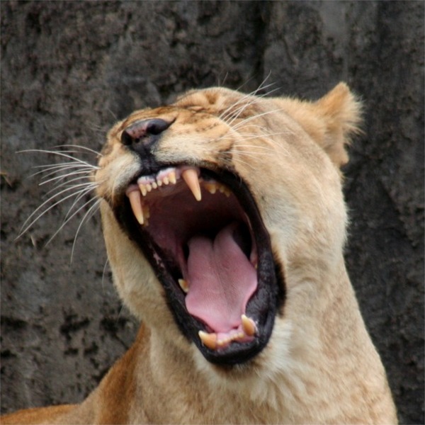 Lion picture photo Female roar yawn