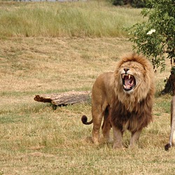 Lion picture photo Pair couple wild