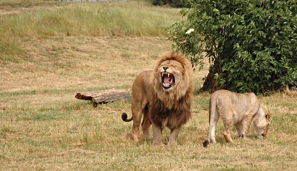 Lion picture photo Pair couple wild