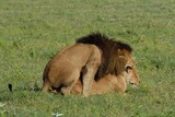 Lion Photo Gallery