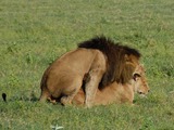 Lion picture photo Panthera leo sex mating