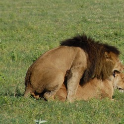 Lion picture photo Panthera leo sex mating