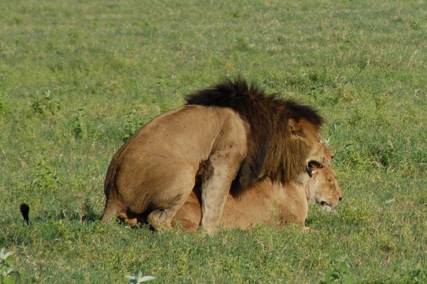 Lion picture photo Panthera leo sex mating