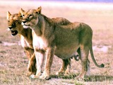 Lion picture photo Pregnant Lioness