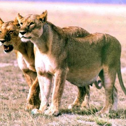 Lion picture photo Pregnant Lioness