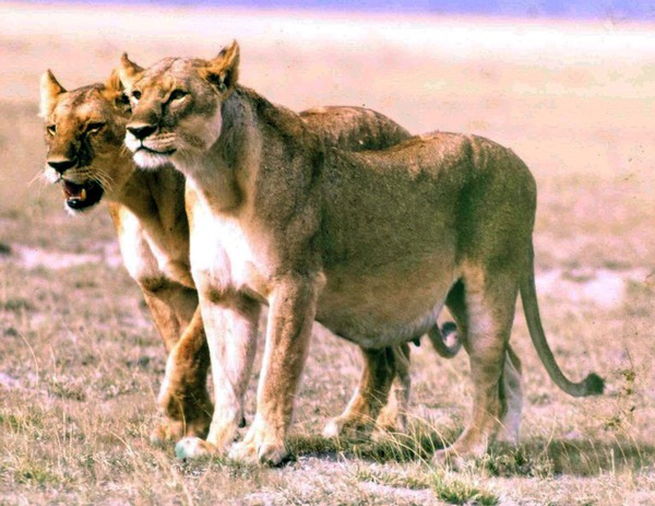 Lion picture photo Pregnant Lioness