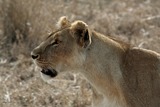 Lion Photo Gallery