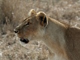 Lion picture photo Serengeti Lioness