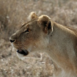 Lion picture photo Serengeti Lioness