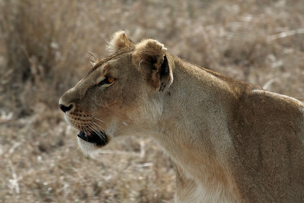 Lion picture photo Serengeti Lioness