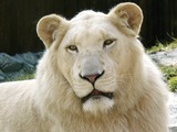 Lion picture photo White_Lion