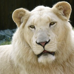 Lion picture photo White_Lion