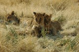 Lion Photo Gallery