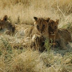 Lion picture photo cub family