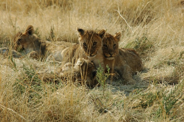 Lion picture photo cub family