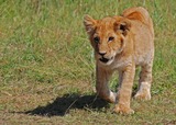 Lion Photo Gallery