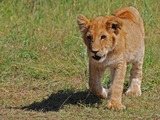 Lion picture photo cub kitten Kenya