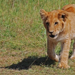 Lion picture photo cub kitten Kenya