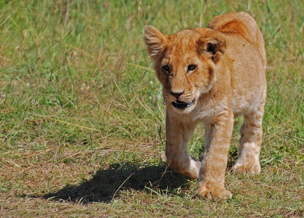Lion picture photo cub kitten Kenya