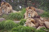 Lion Photo Gallery