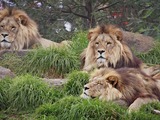 Lion picture photo family pack  zoo