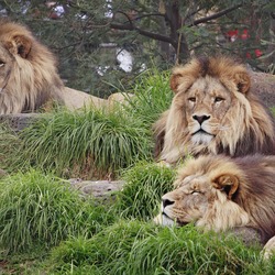 Lion picture photo family pack  zoo