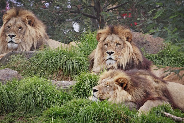 Lion picture photo family pack  zoo