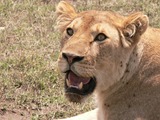 Lion Photo Gallery