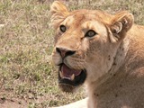 Lion picture photo female lioness