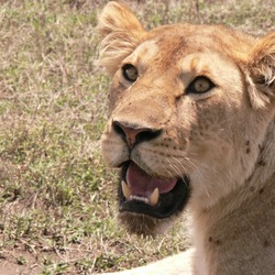 Lion picture photo female lioness