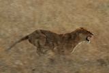 Lion Photo Gallery