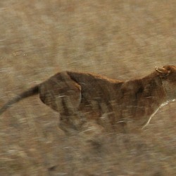Lion picture photo hunting Running
