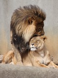 Lion picture photo kiss Mating Ritual