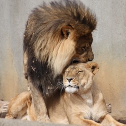 Lion picture photo kiss Mating Ritual
