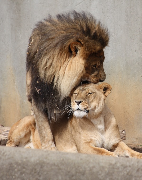 Lion picture photo kiss Mating Ritual